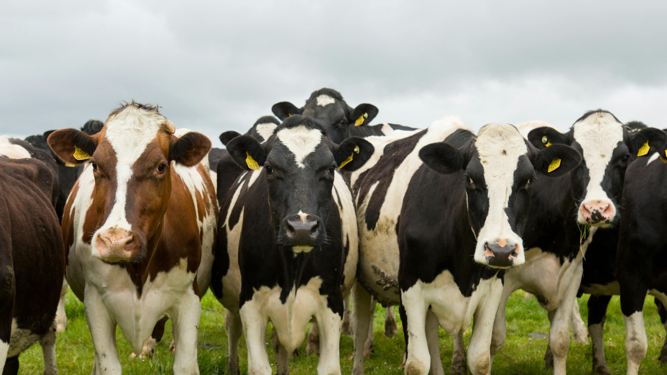 The Biochar Consortium